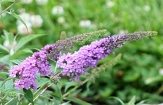 Lo' & Behold™ Lilac Chip Butterfly Bush, Buddleja, Buddleja x 'Lilac Chip'